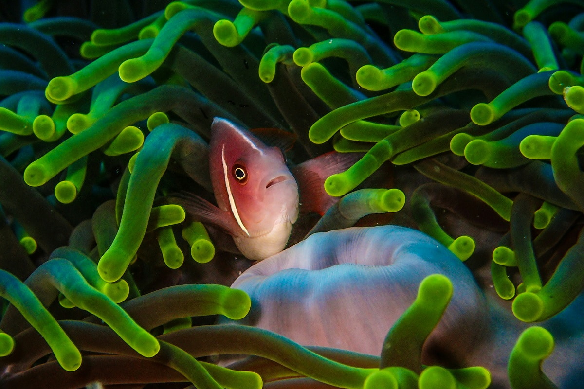 Indonesia will redirect more than $35 million into the conservation of its coral reefs (Benjamin L Jones/Unsplash)